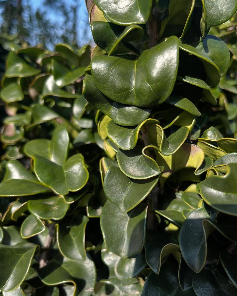 Japanese Privet (Ligustrum japonicum)