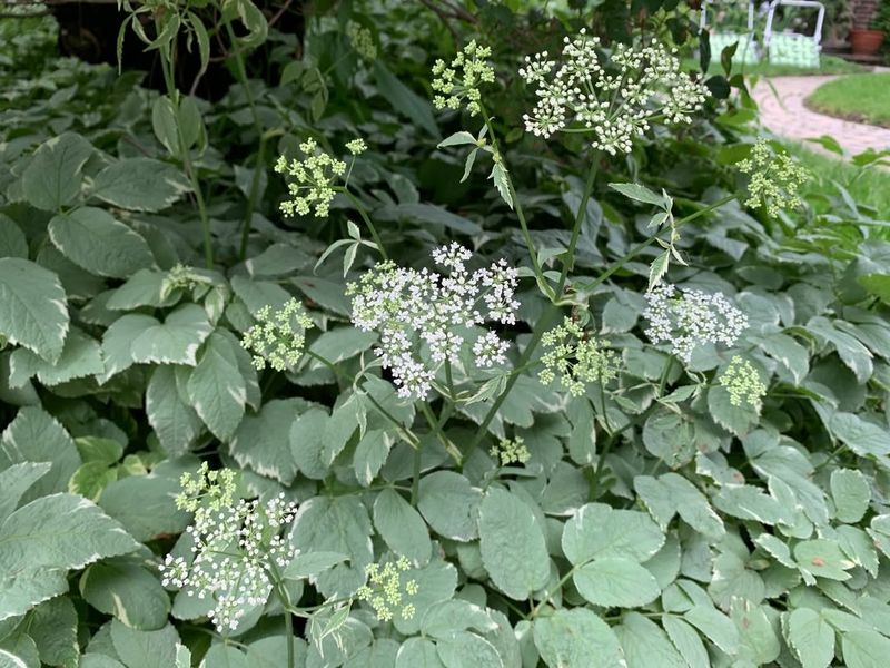 Goutweed (Aegopodium podagraria)