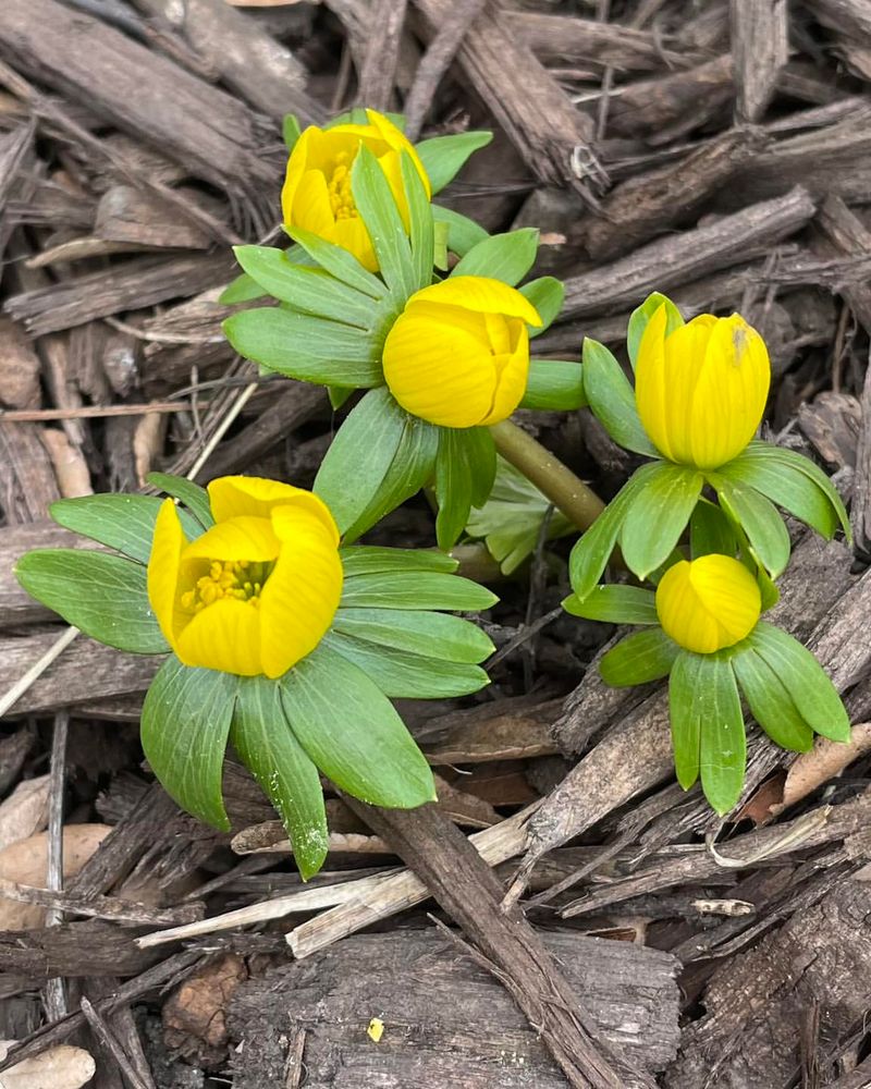 Eranthis