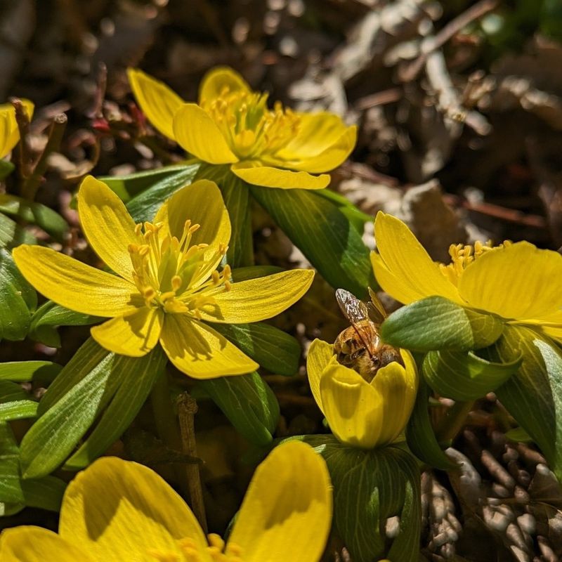 Winter Aconite