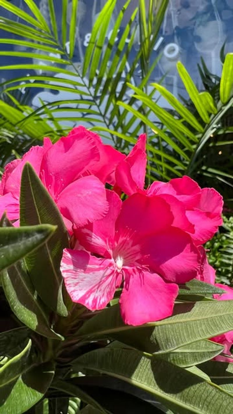 Oleander