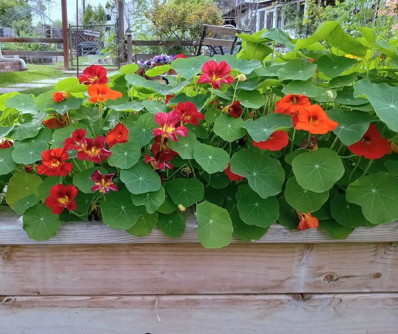 Nasturtiums