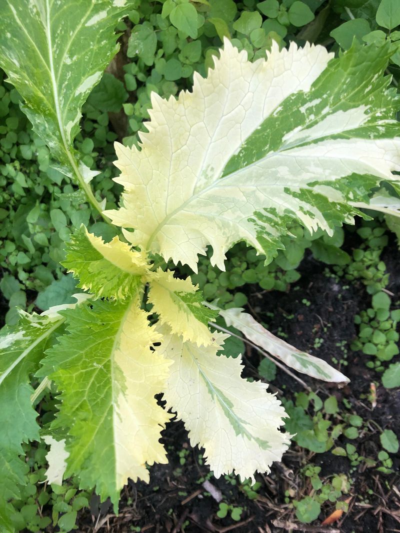 Mustard Greens