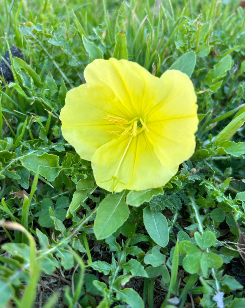 Evening Primrose (Oenothera biennis)