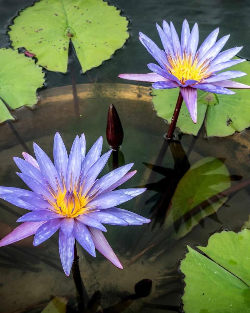 Blue Lotus