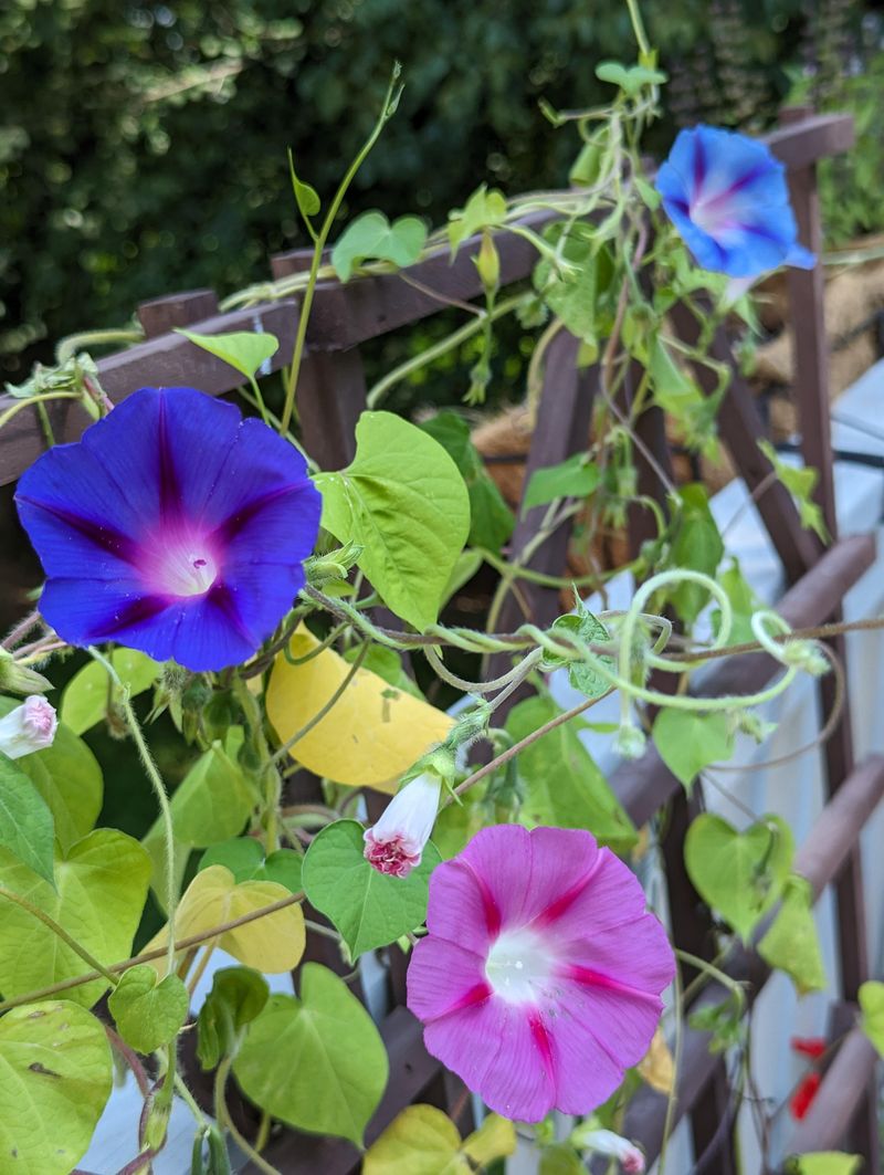 Morning Glory (Ipomoea purpurea, Ipomoea tricolor)