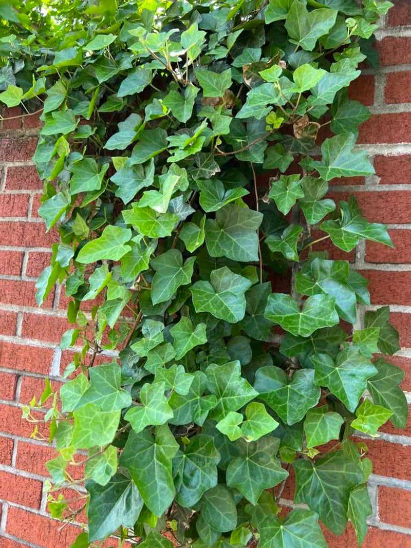 English Ivy