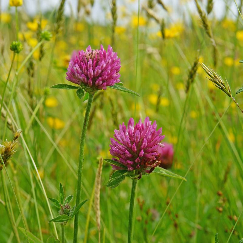 Red Clover