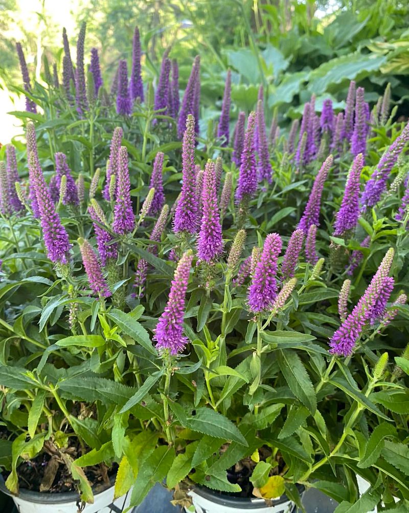 Morning Sun, Afternoon Shade