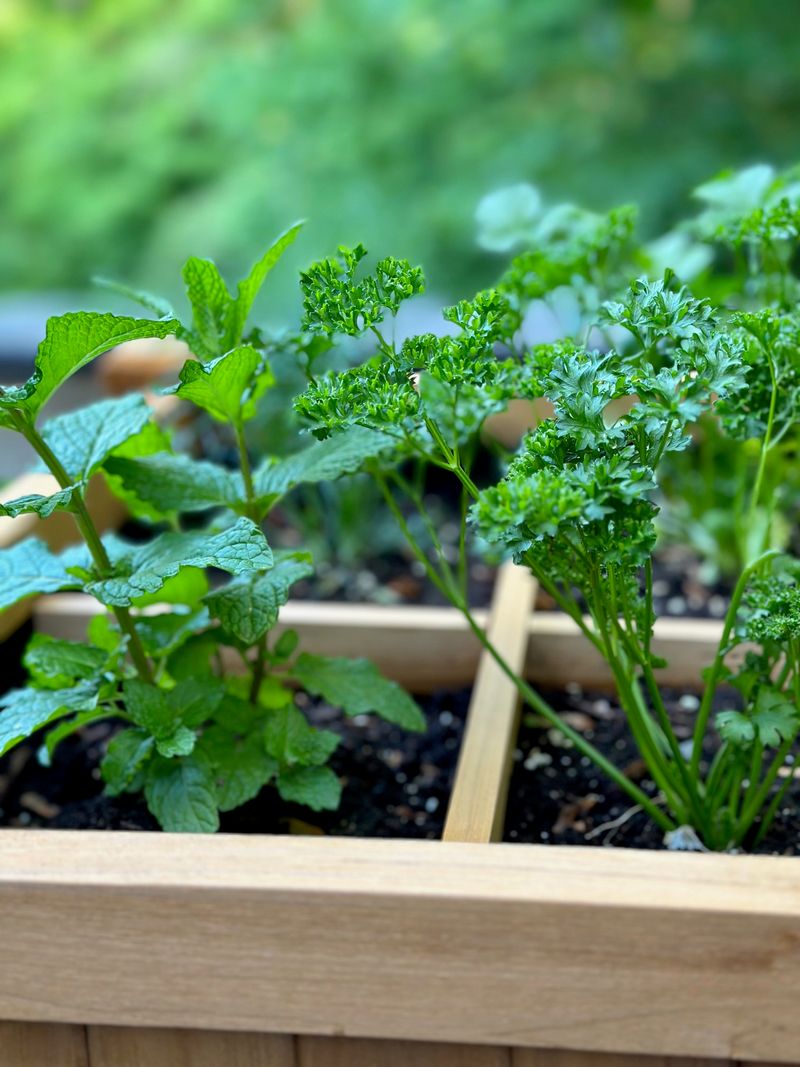 Select herbs suited to your climate