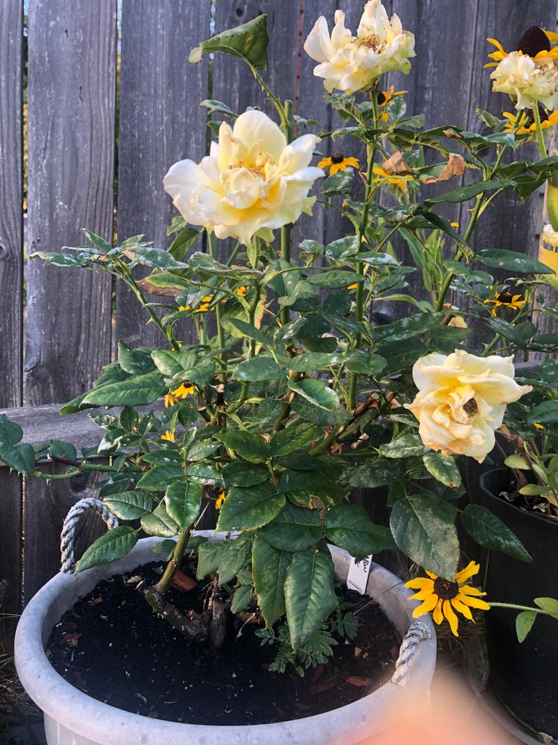 Plant roses in well-draining soil