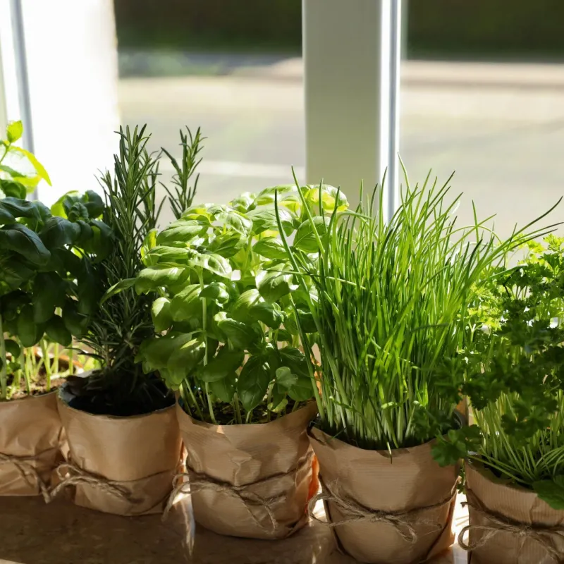 Start with easy-to-grow herbs