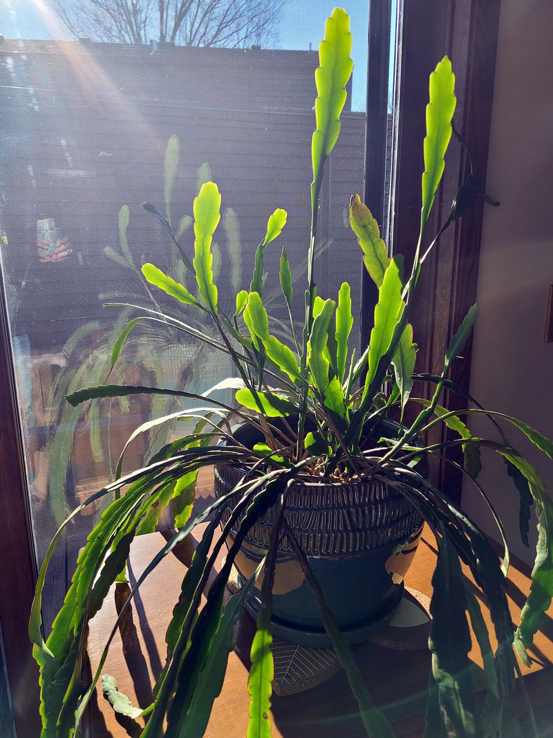 Ensure your plant gets enough natural light