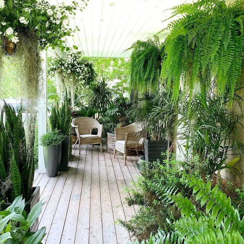 How To Acclimate Houseplants To Outdoor Conditions