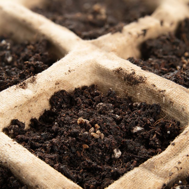 Preparing The Seed Trays And Growing Medium