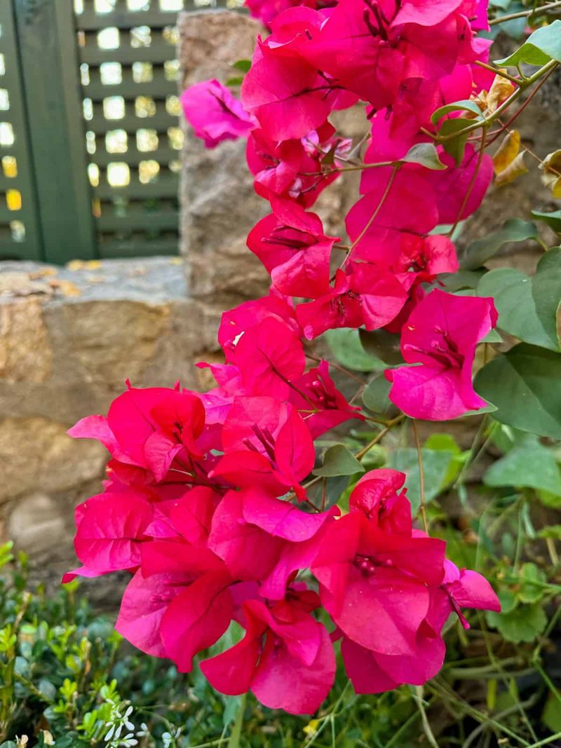 Bougainvillea