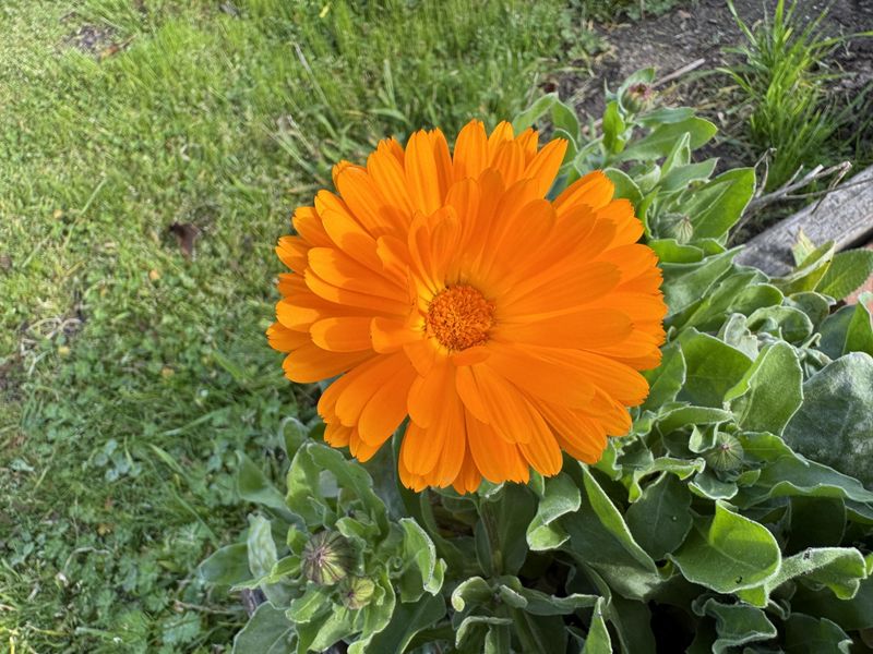 Calendula