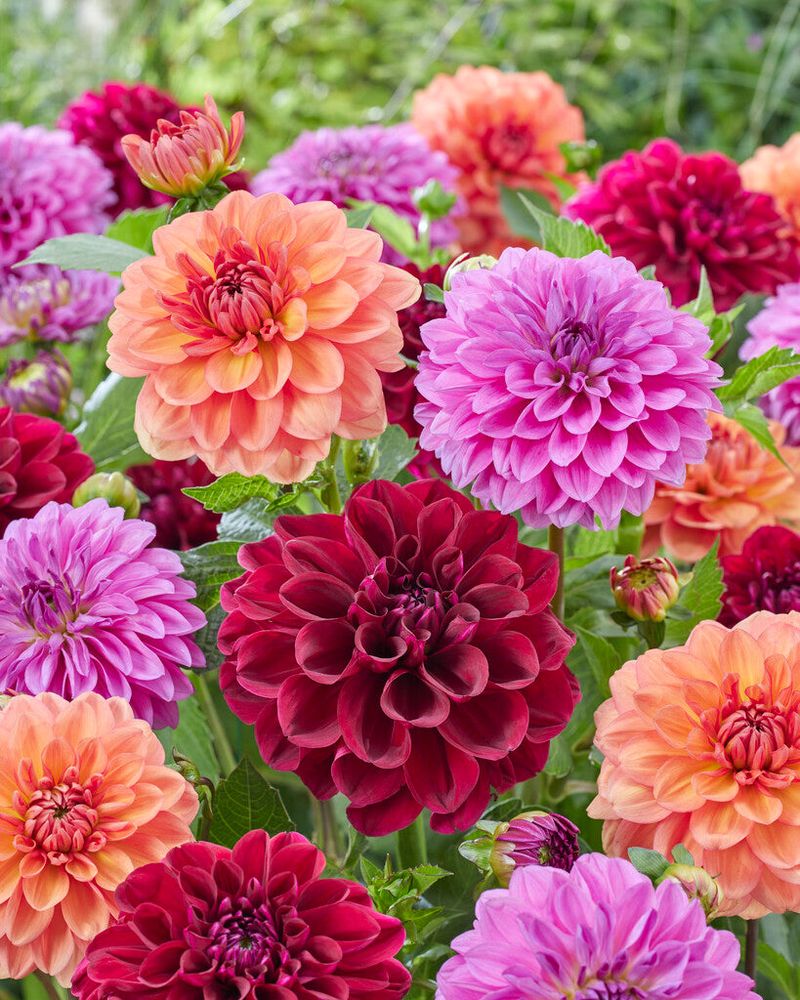 Dahlias