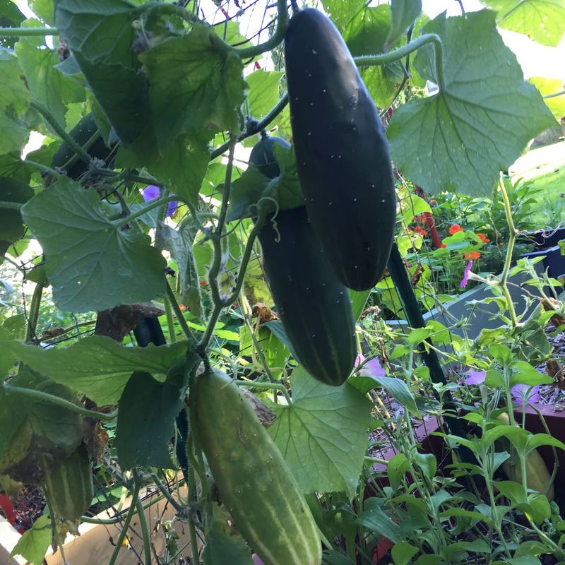 Cucumbers