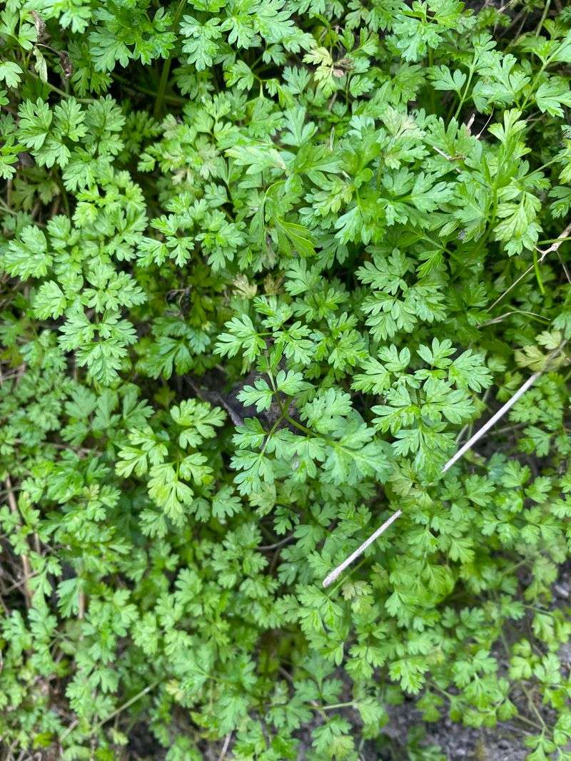 Chervil