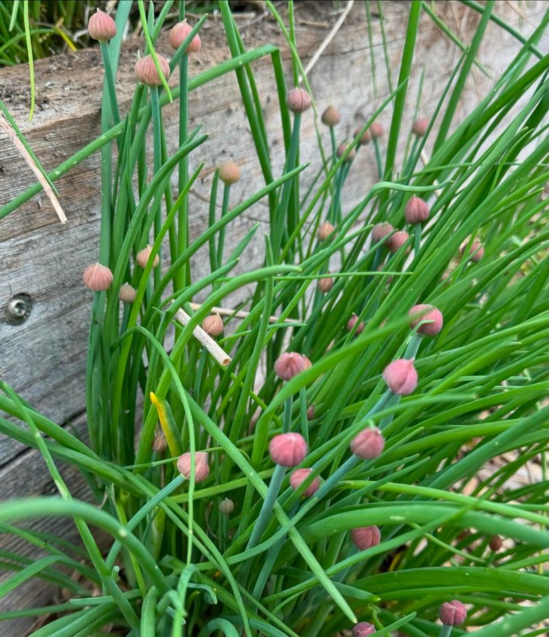 Chives