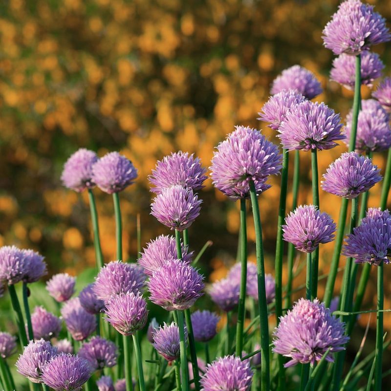 Chives