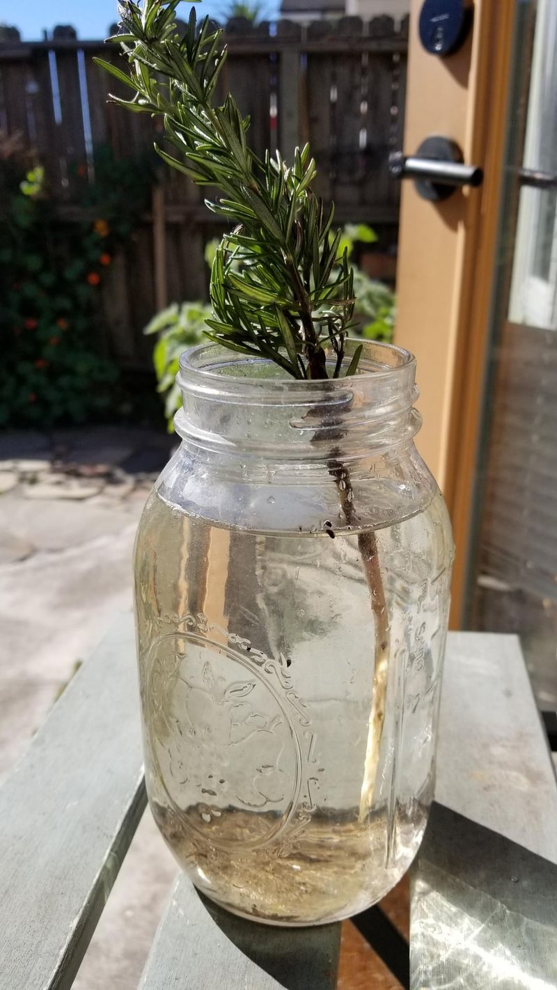 Rosemary Clippings