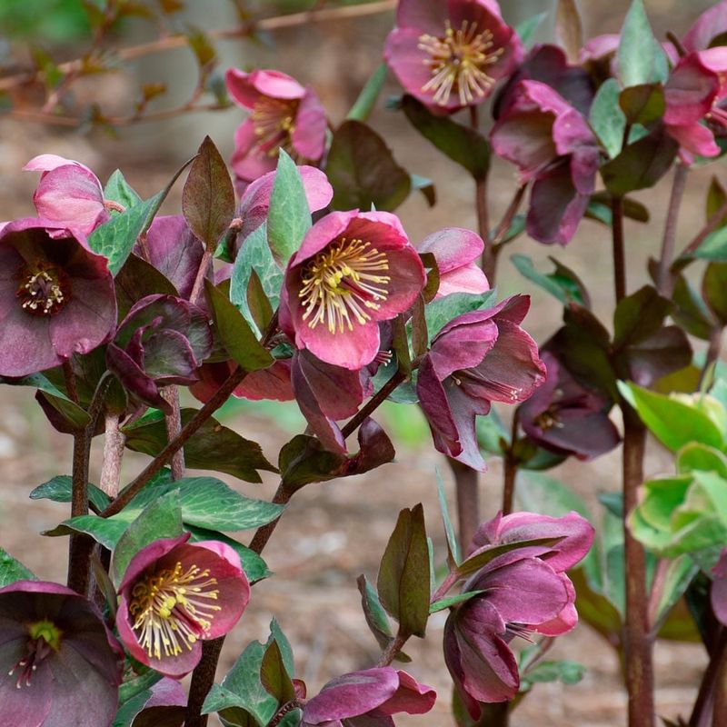 Hellebores (Lenten Rose)