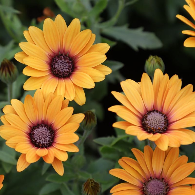 Orange Osteospermum