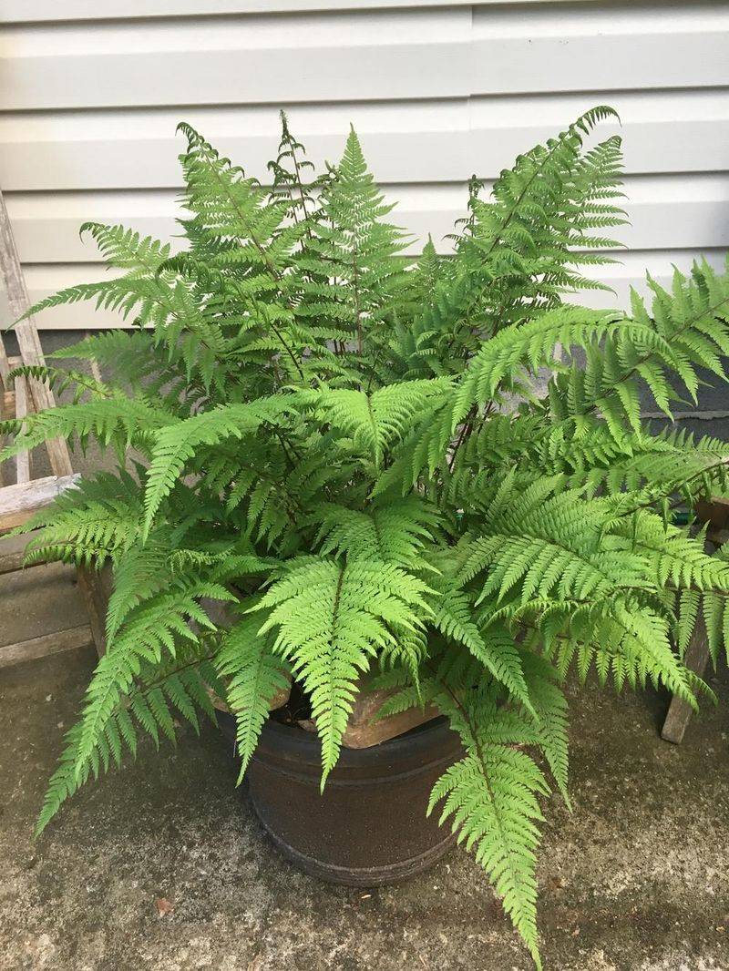 Lady Fern