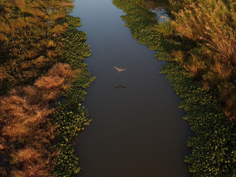 Filter Pollutants in Wetlands