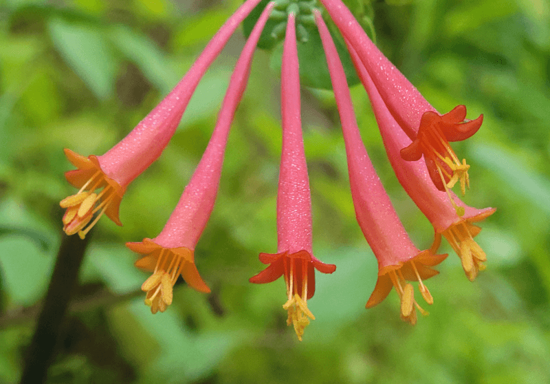 Coral Honeysuckle – A Non-Invasive Pollinator Magnet