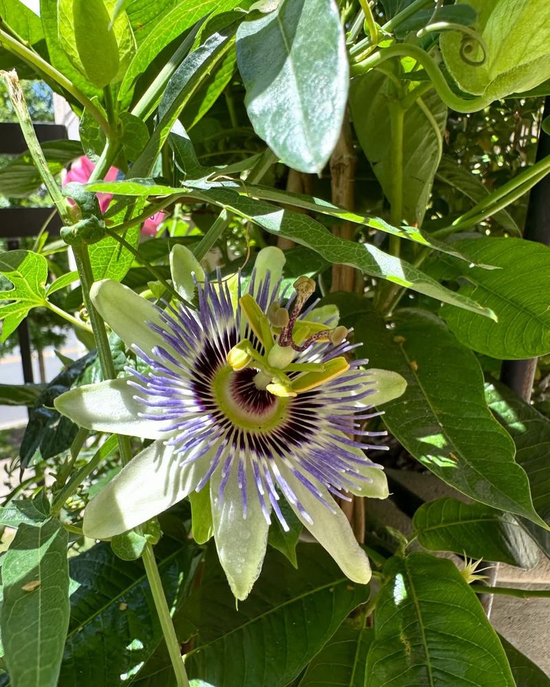 Passionflower