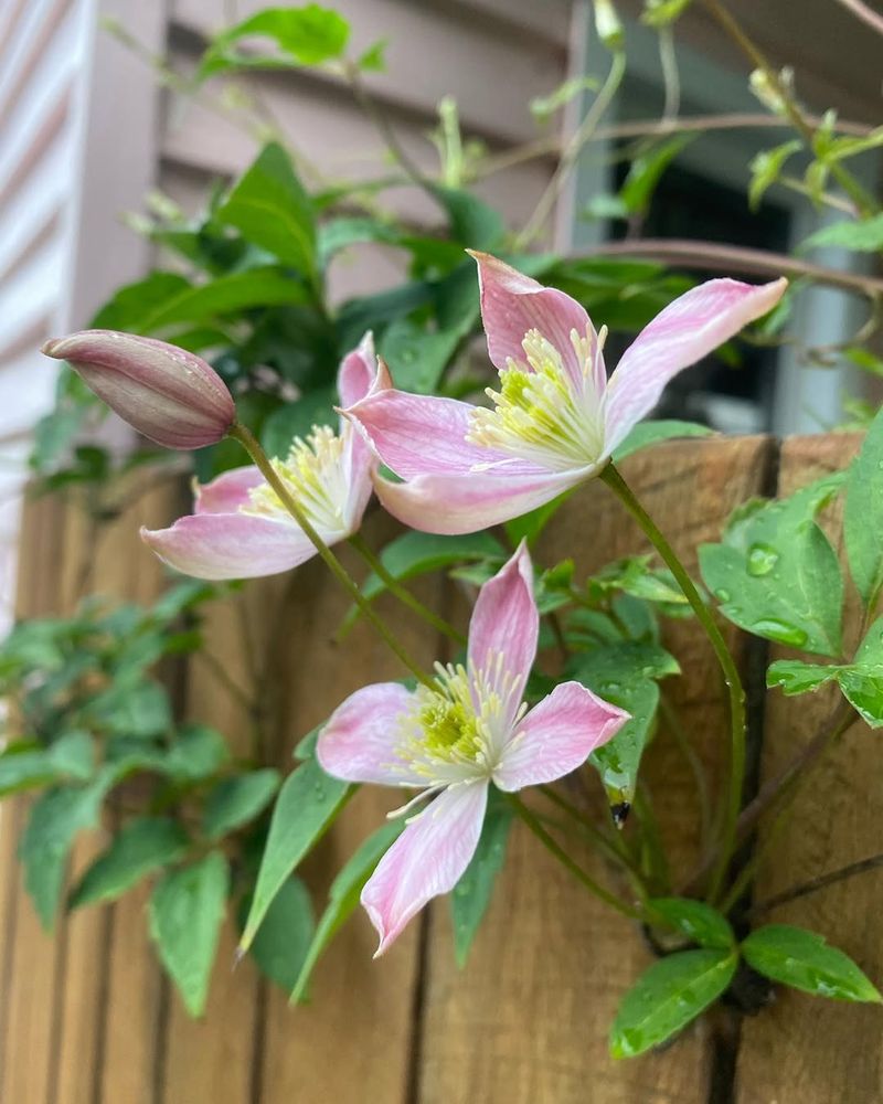 Clematis ‘Montana’