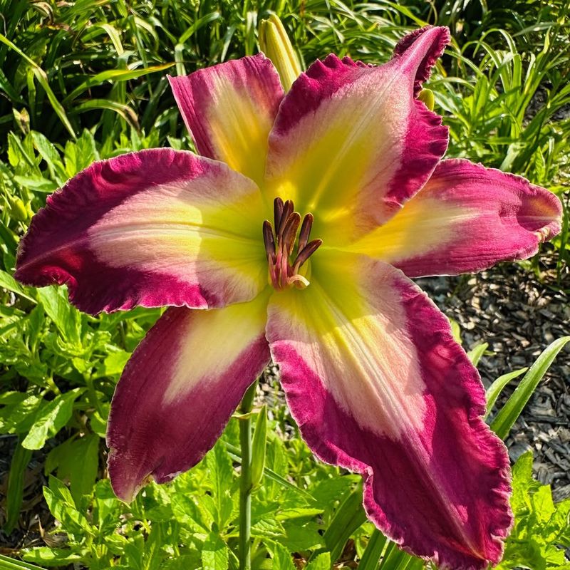 Daylily