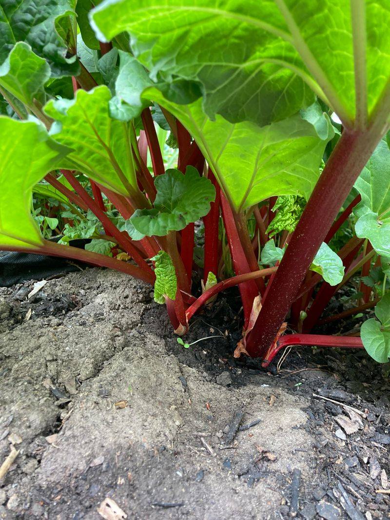 Rhubarb