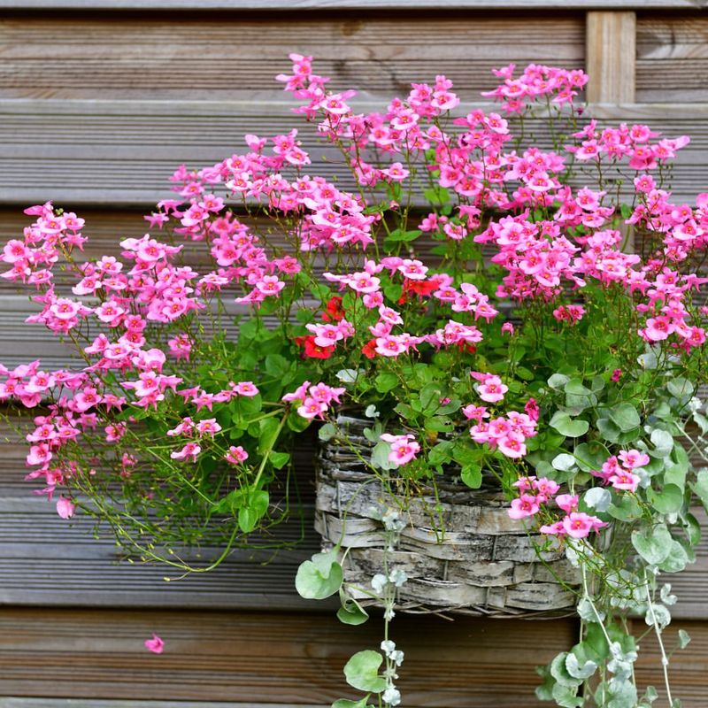 Diascia