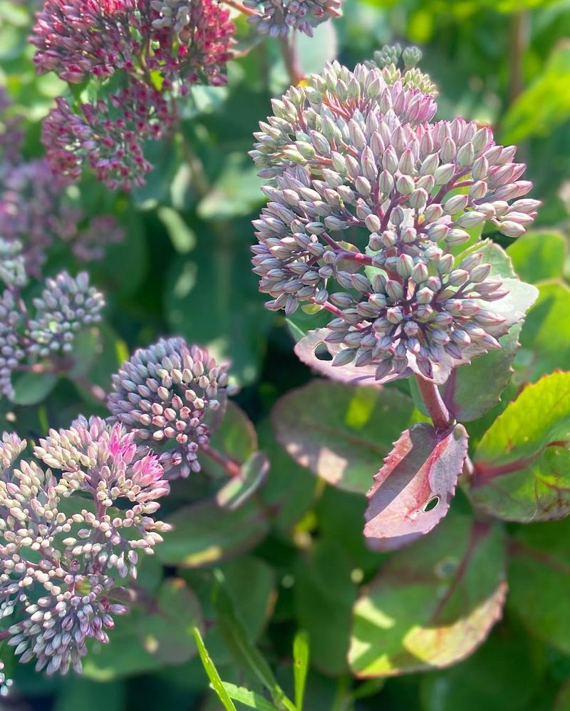 Sedum (Stonecrop)