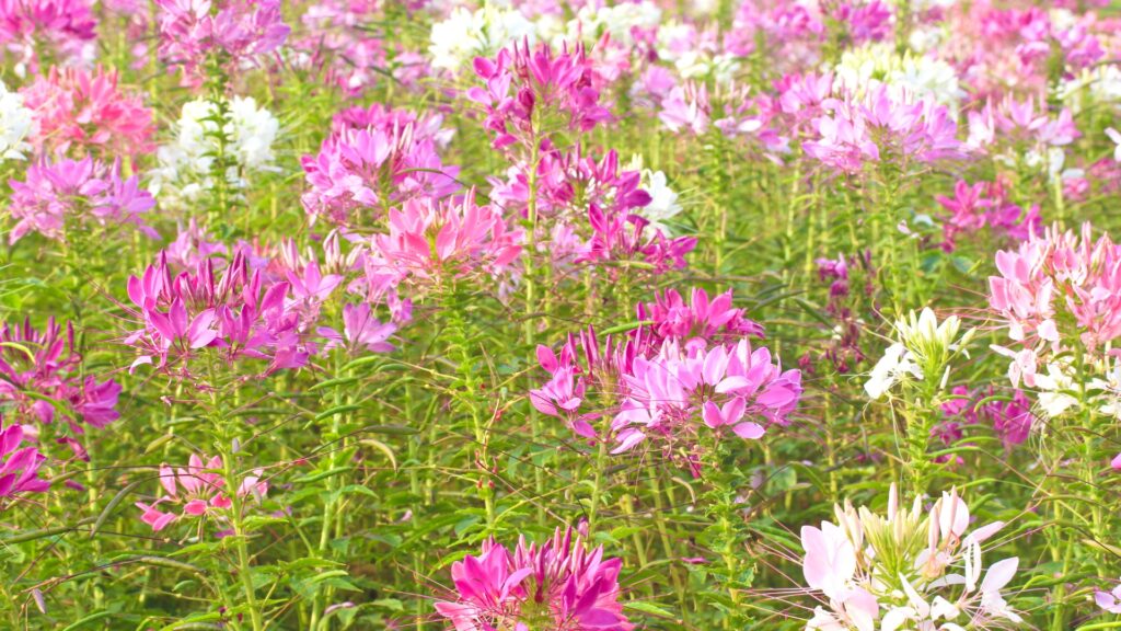 cleome