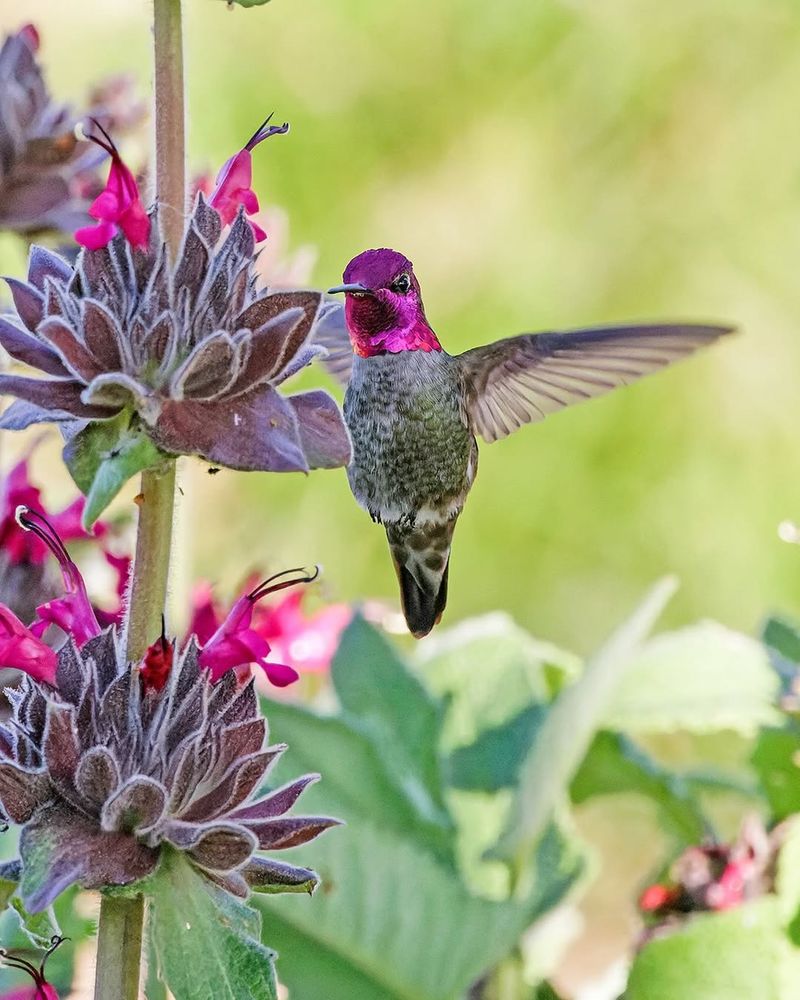 Hummingbird Sage