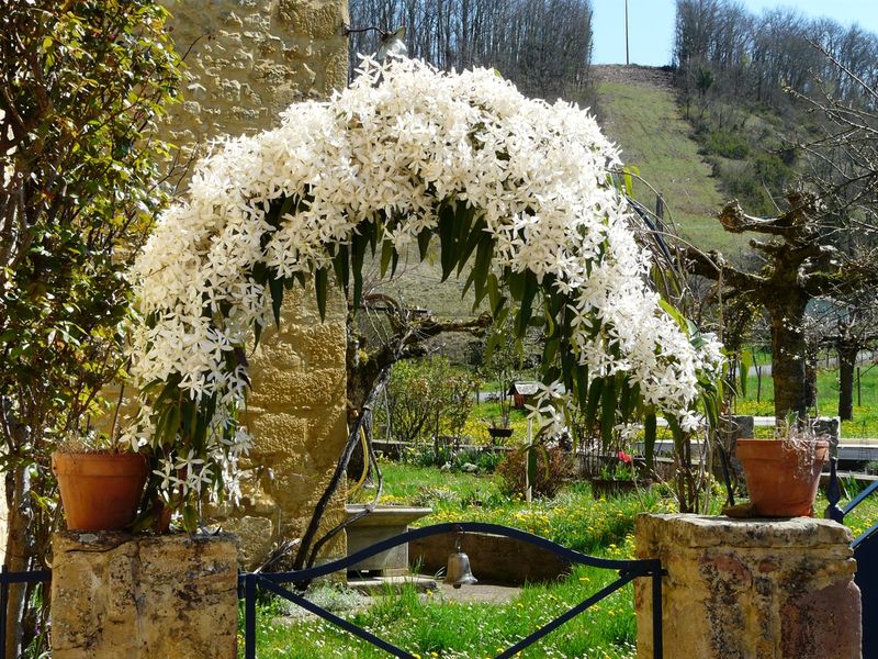 Evergreen Clematis