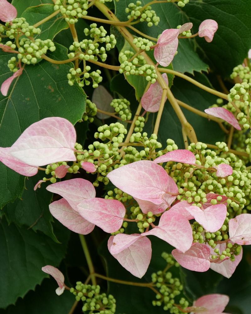 Japanese Hydrangea Vine