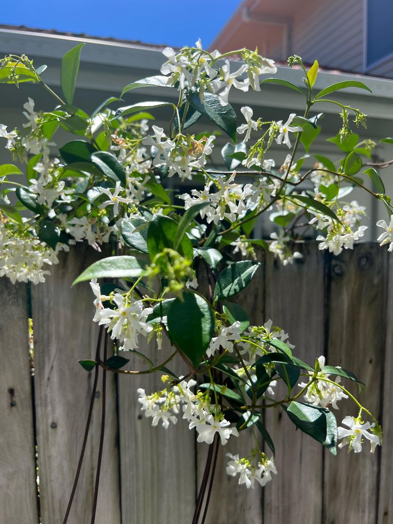 Star Jasmine – A Fragrant, Slow-Growing Vine