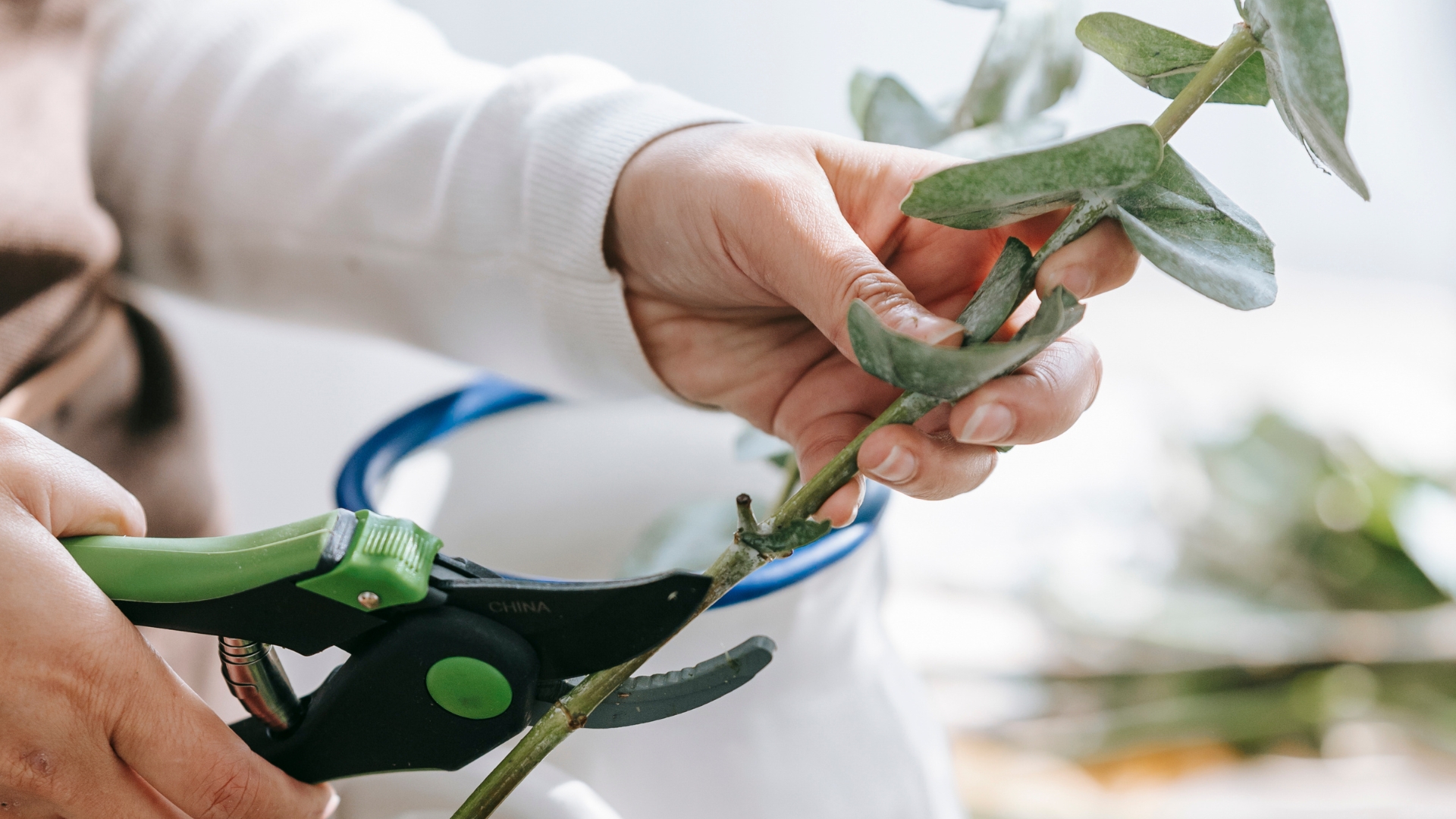 Clone Your Favorite Flowers – 27 Plants You Can Easily Propagate From Stem Cuttings