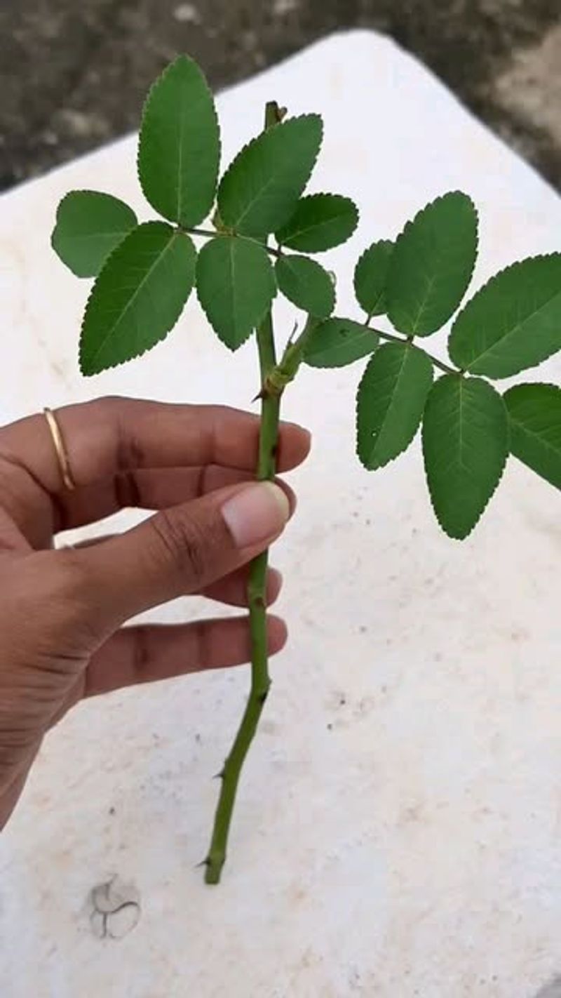 Rose