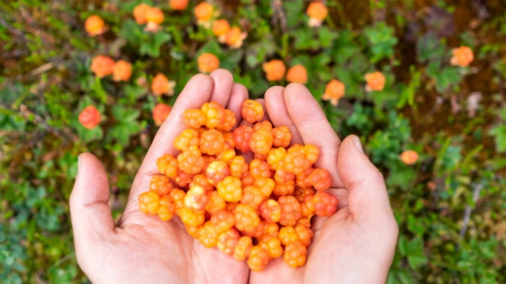 Man Holding Fresh Cloud Berries 
