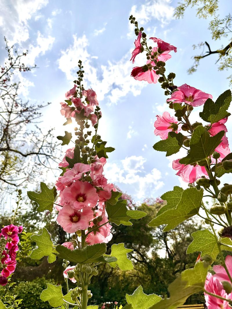 Hollyhock