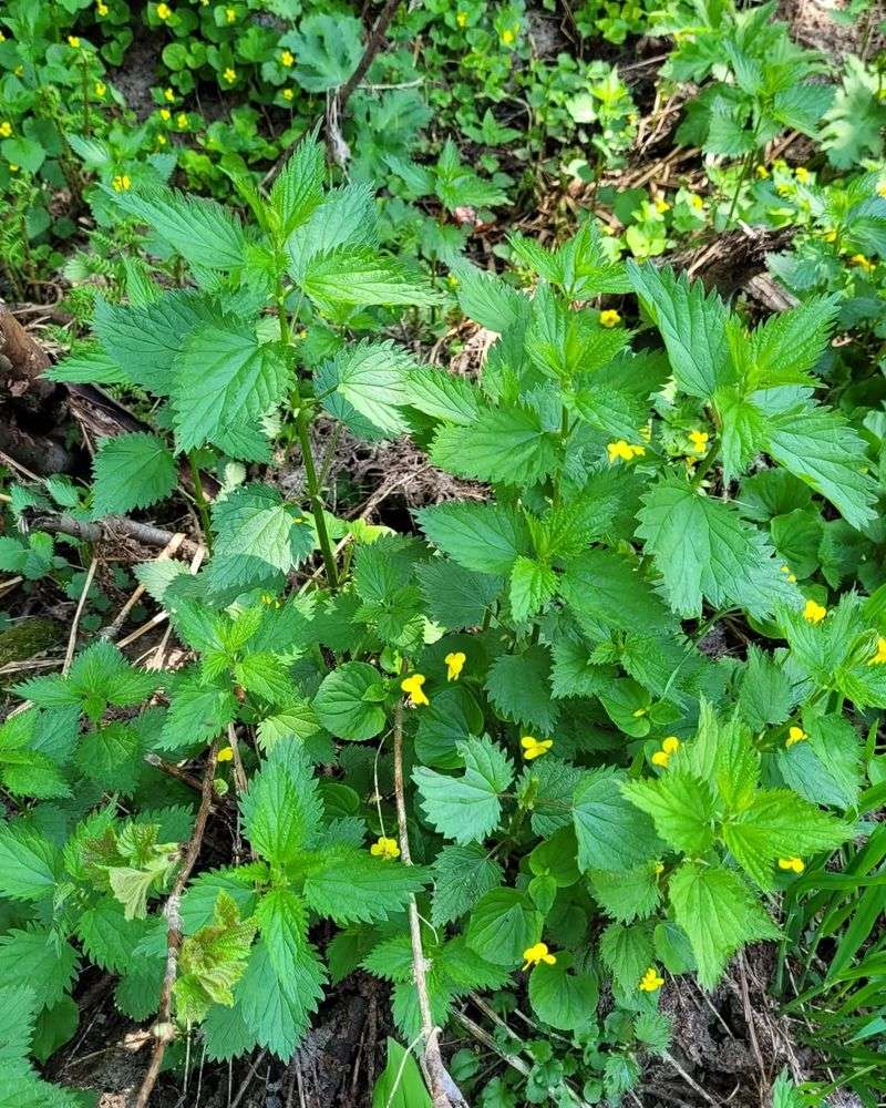 Stinging Nettle (Urtica dioica) – The Nutrient-Dense Healer