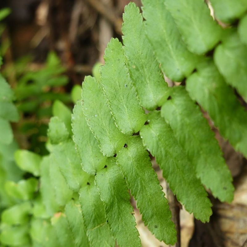 Ferns (Filicophyta)