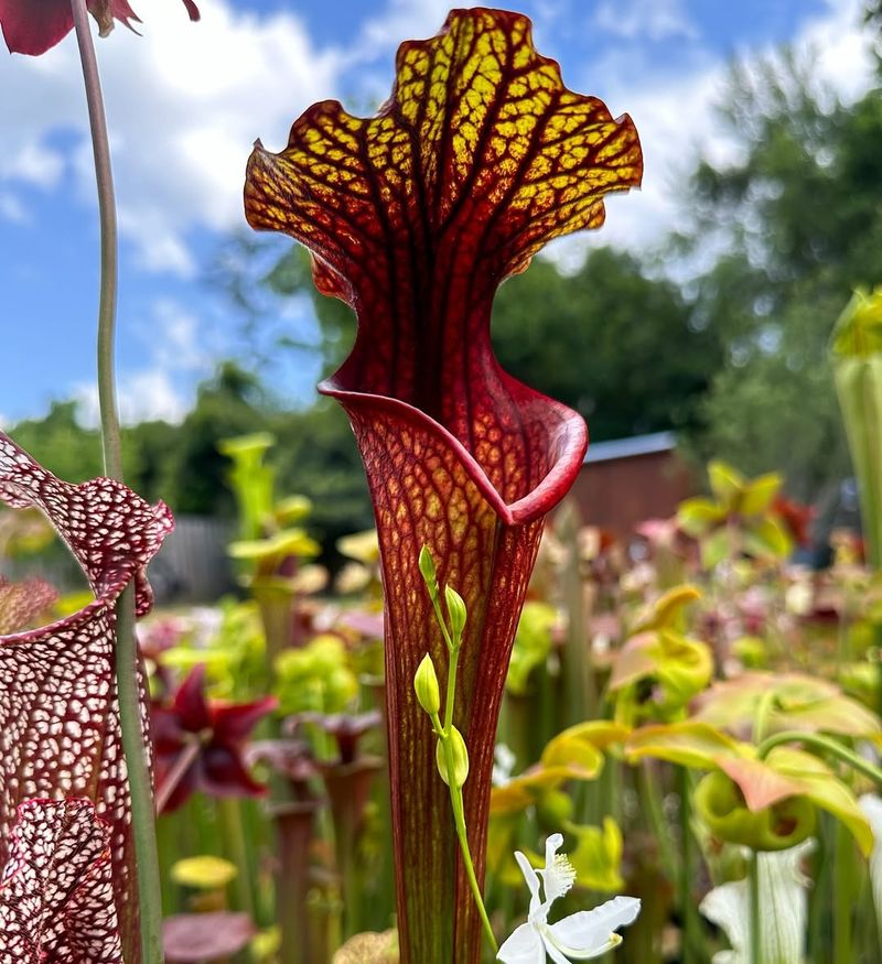 Pitcher Plant